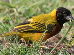 Black-headed Weaver