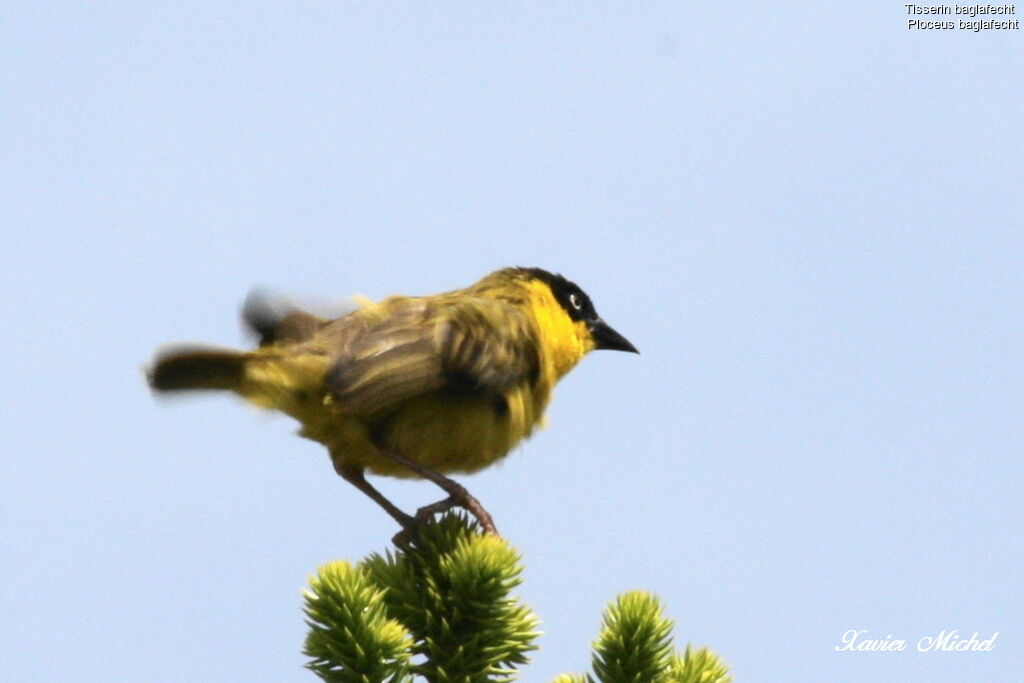 Baglafecht Weaver female adult