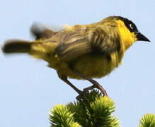 Baglafecht Weaver