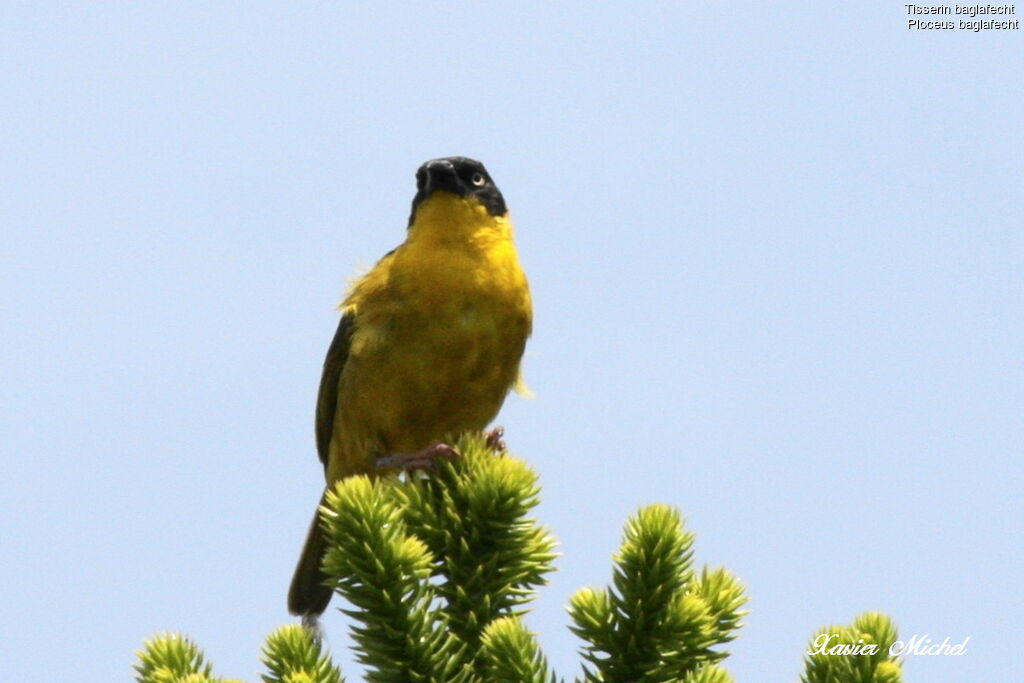 Baglafecht Weaver female adult