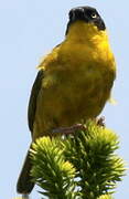 Baglafecht Weaver