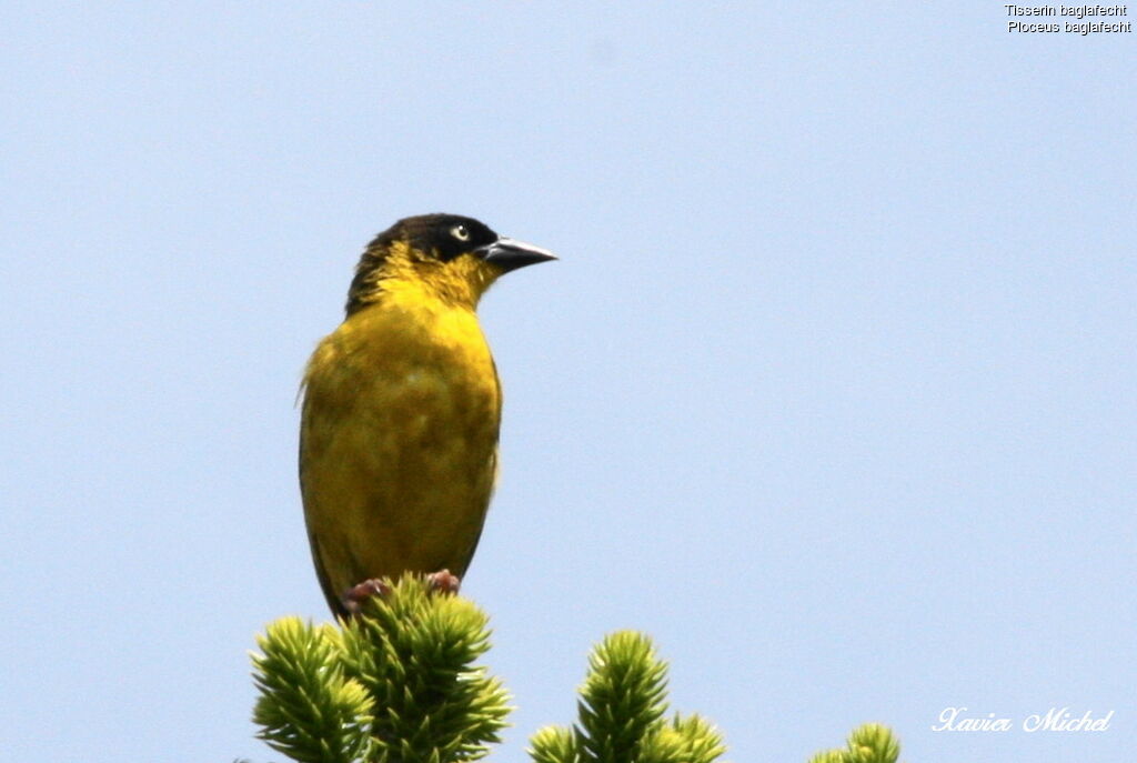 Baglafecht Weaver female adult