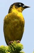 Baglafecht Weaver