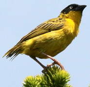 Baglafecht Weaver