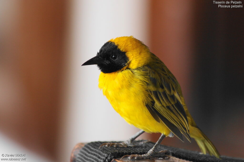 Tisserin de Pelzeln mâle adulte, identification