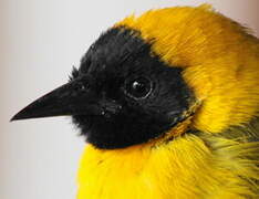 Slender-billed Weaver