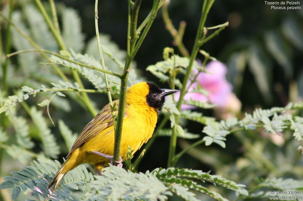 Slender-billed Weaver male adult