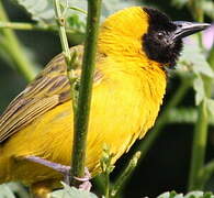 Slender-billed Weaver