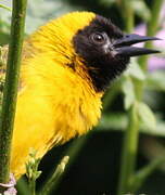 Slender-billed Weaver