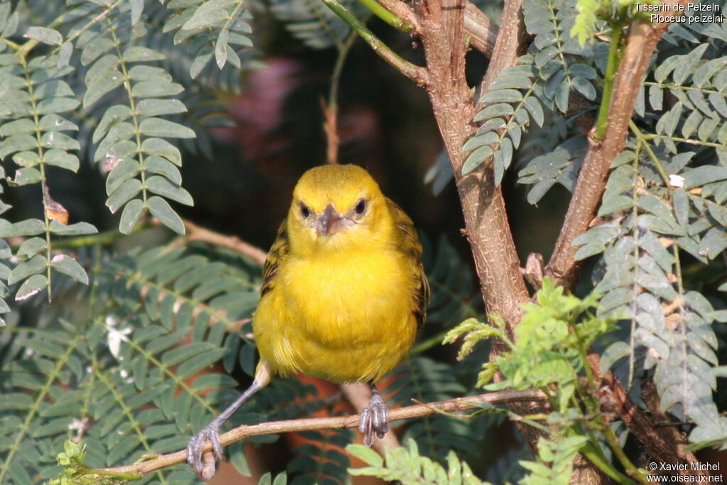 Slender-billed Weaver female adult