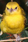 Slender-billed Weaver