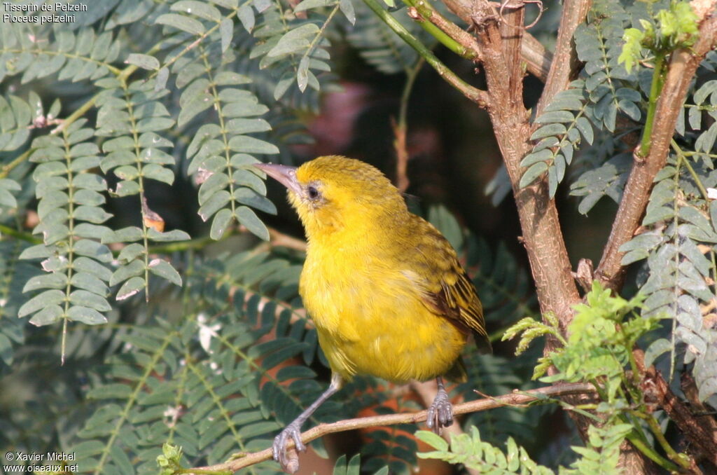 Slender-billed Weaver female adult