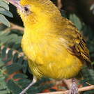 Tisserin de Pelzeln