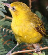 Slender-billed Weaver