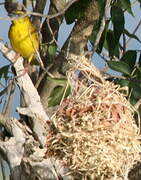 Village Weaver