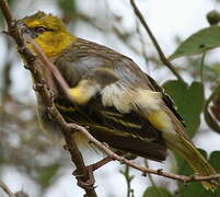 Village Weaver