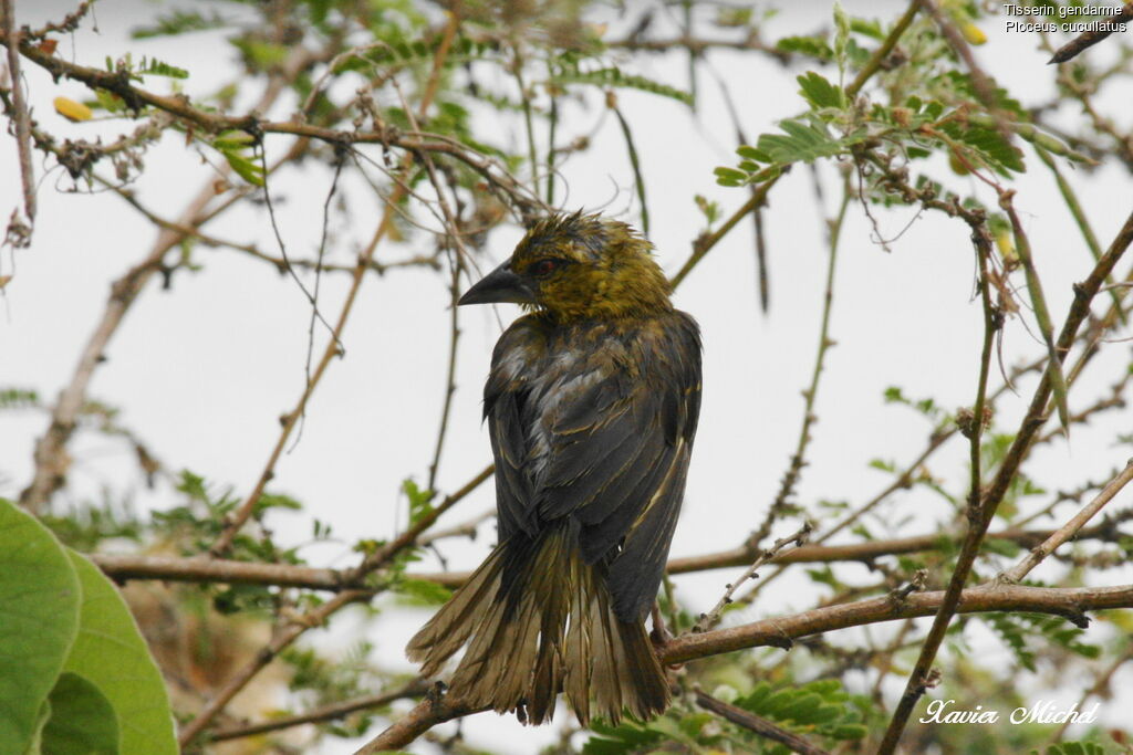 Village Weaver female