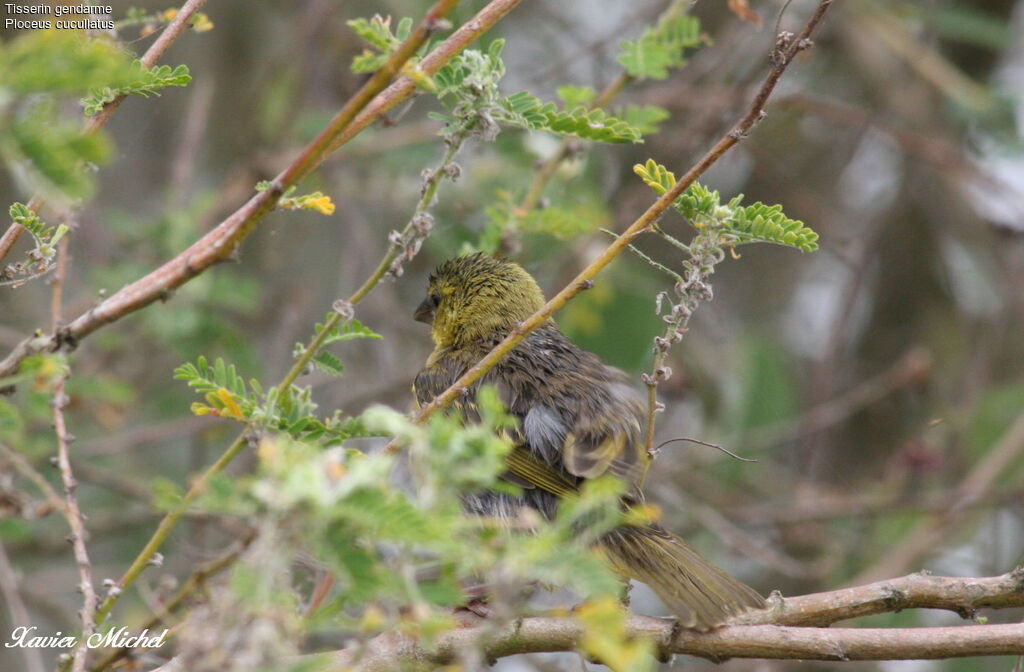 Village Weaver female