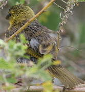 Village Weaver