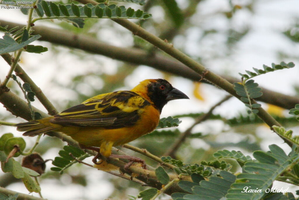 Village Weaver male adult