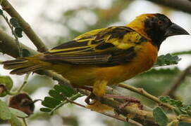 Village Weaver