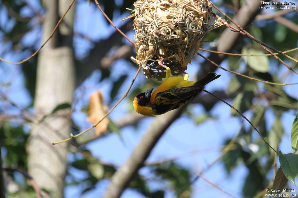 Village Weaver male adult, Reproduction-nesting