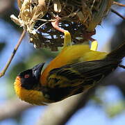 Village Weaver