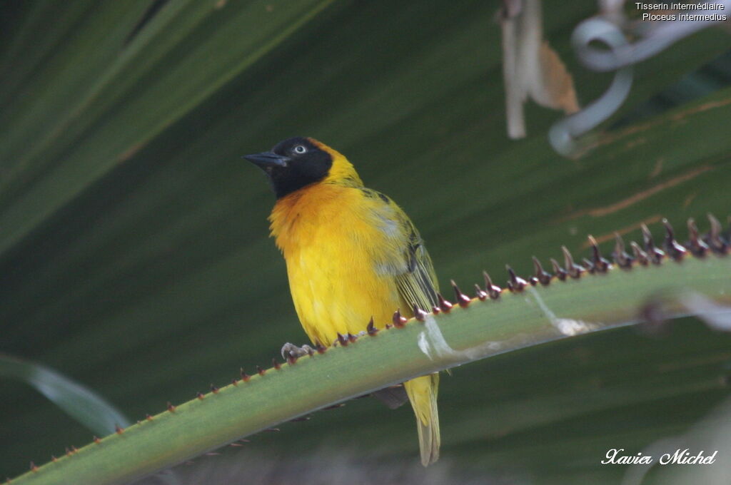 Lesser Masked Weaver male