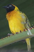 Lesser Masked Weaver