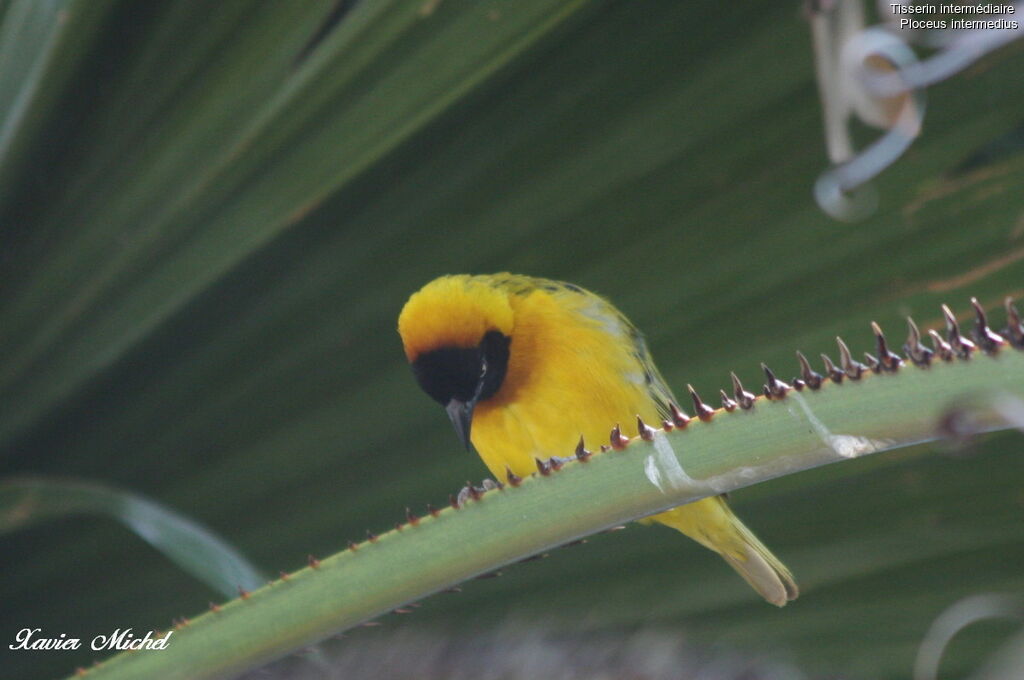 Lesser Masked Weaver male