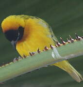 Lesser Masked Weaver