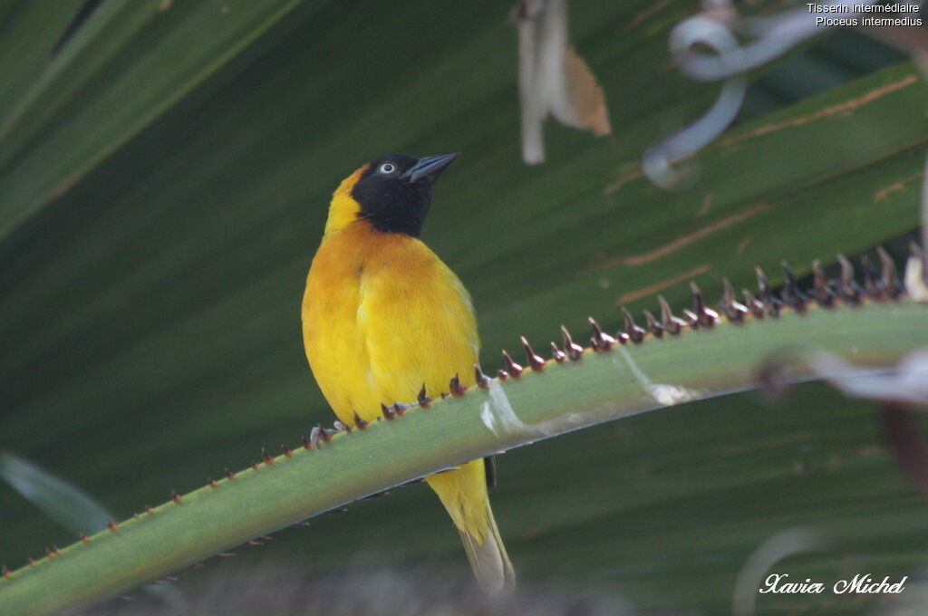 Lesser Masked Weaver male