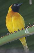 Lesser Masked Weaver