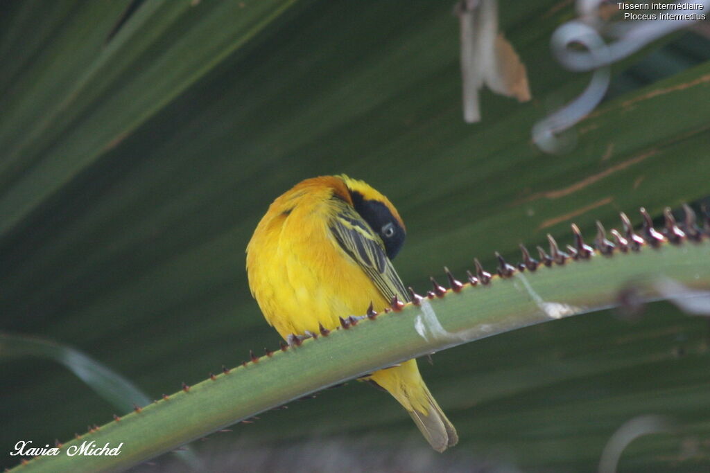 Lesser Masked Weaver male