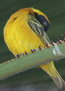 Lesser Masked Weaver