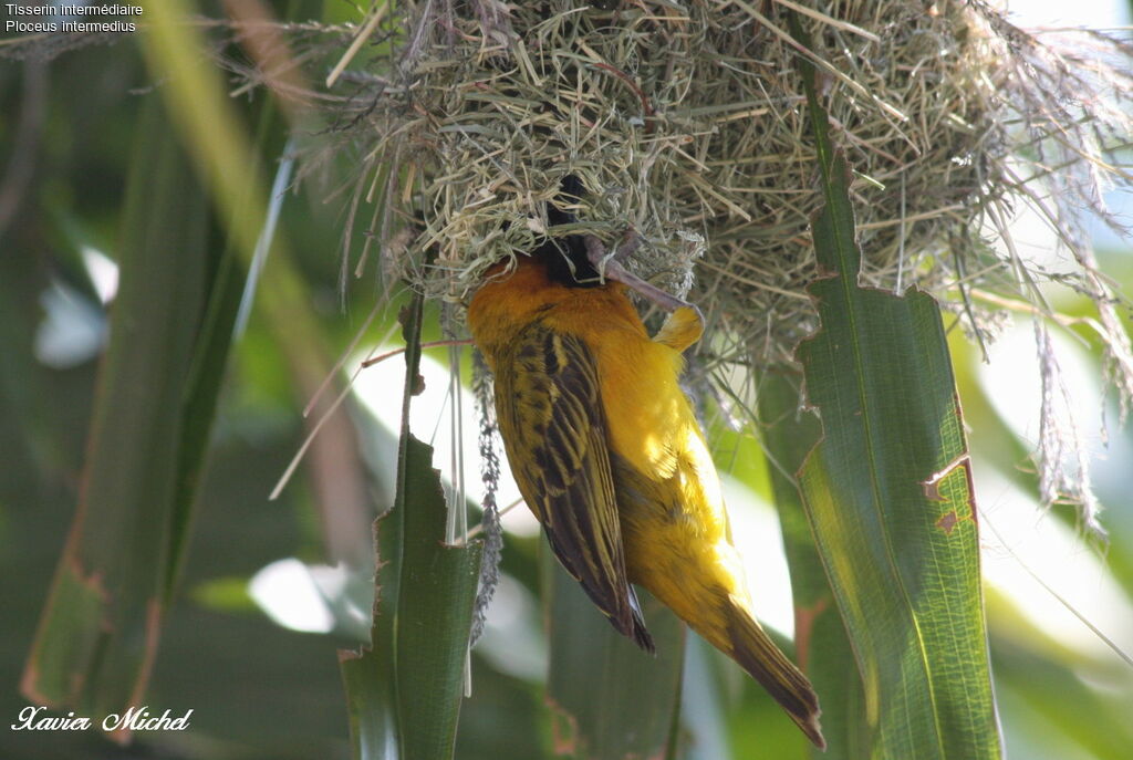 Lesser Masked Weaver