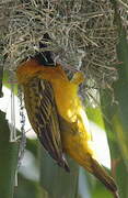 Lesser Masked Weaver