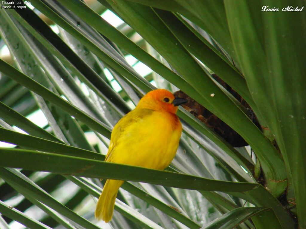 Golden Palm Weaver, identification