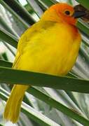 Golden Palm Weaver