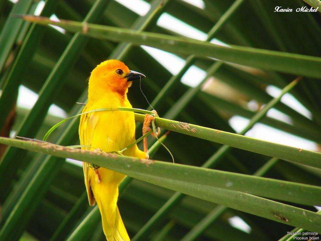 Golden Palm Weaver, identification