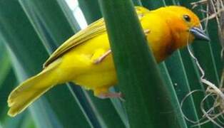 Golden Palm Weaver