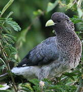 Eastern Plantain-eater