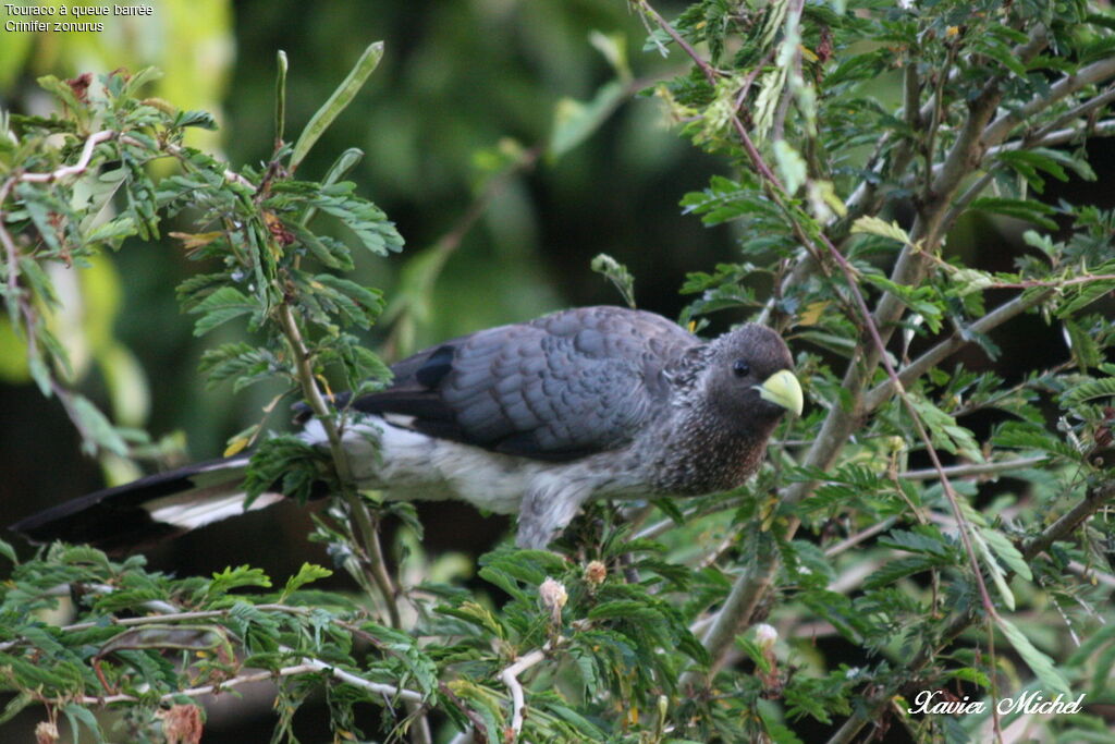 Eastern Plantain-eater