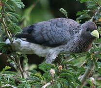 Eastern Plantain-eater