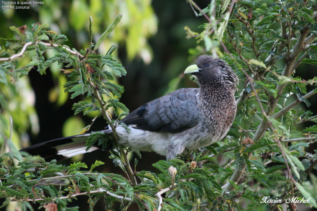 Eastern Plantain-eater