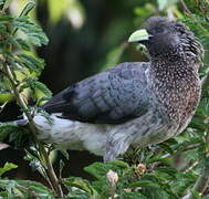 Eastern Plantain-eater