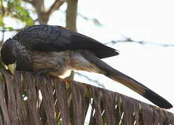 Eastern Plantain-eater