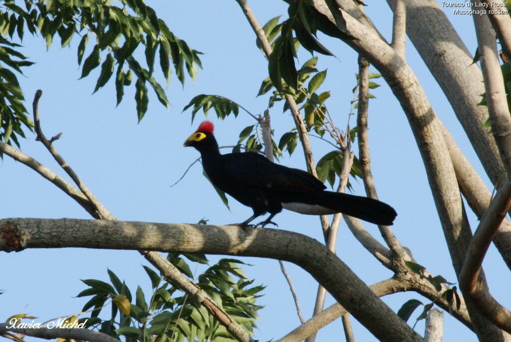 Ross's Turaco