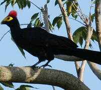 Ross's Turaco