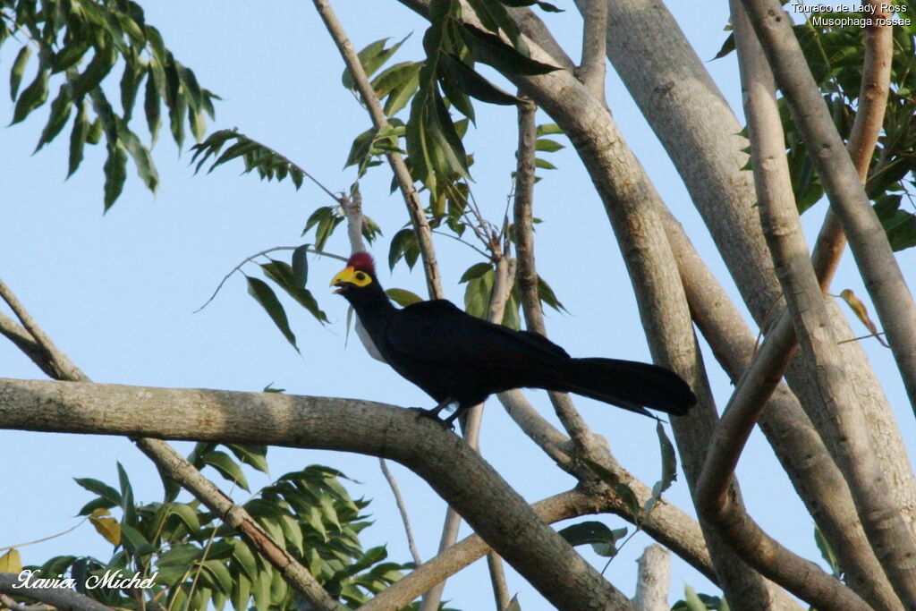 Touraco de Lady Ross